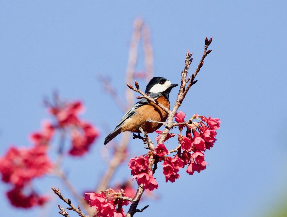 Chestnut-bellied Tit - ML650687534