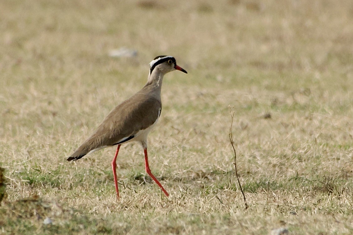 eBird Checklist - 10 Jan 2026 - Grasslands between Shashemene and ...