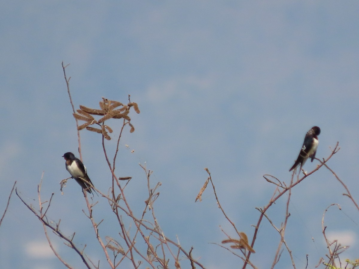 Golondrina Común - ML650687808