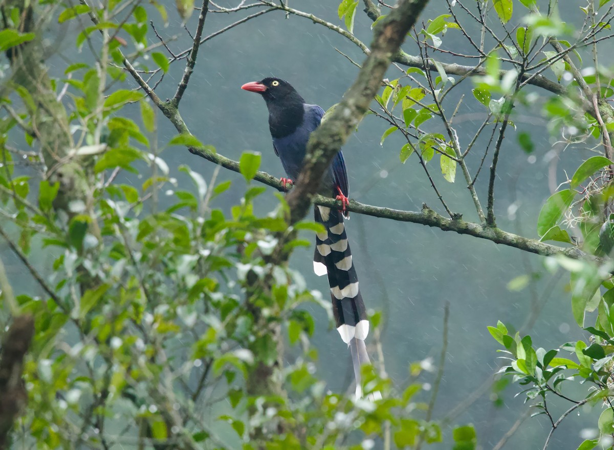 Taiwan Blue-Magpie - ML650687833