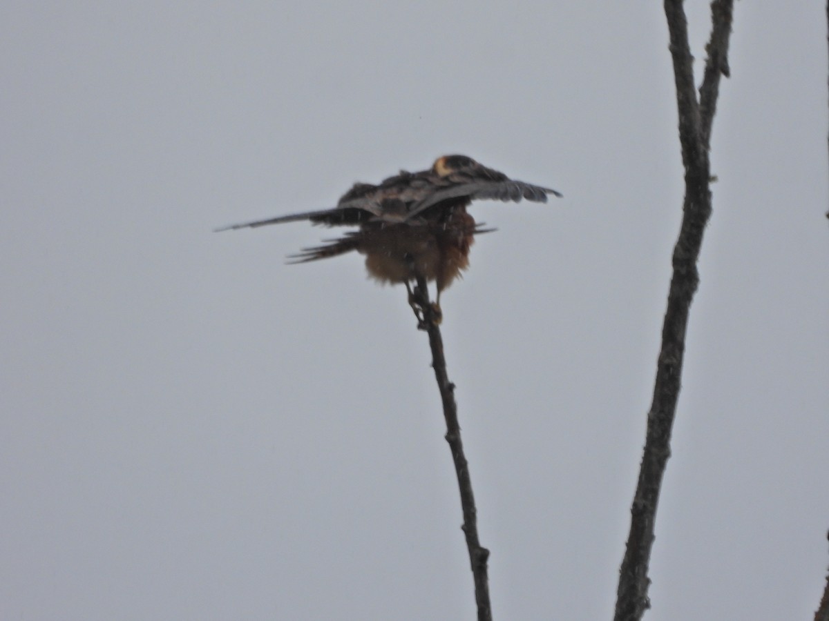 ostříž australský - ML650688690