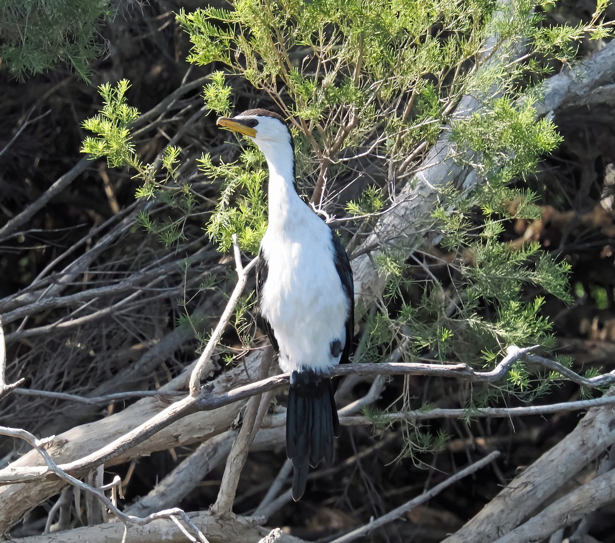 kormorán černobílý - ML650688691