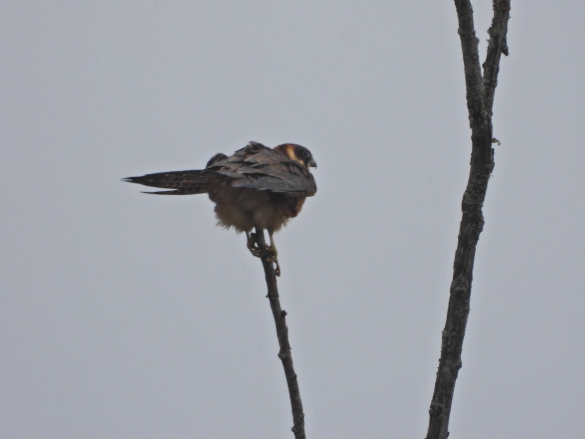 ostříž australský - ML650688712