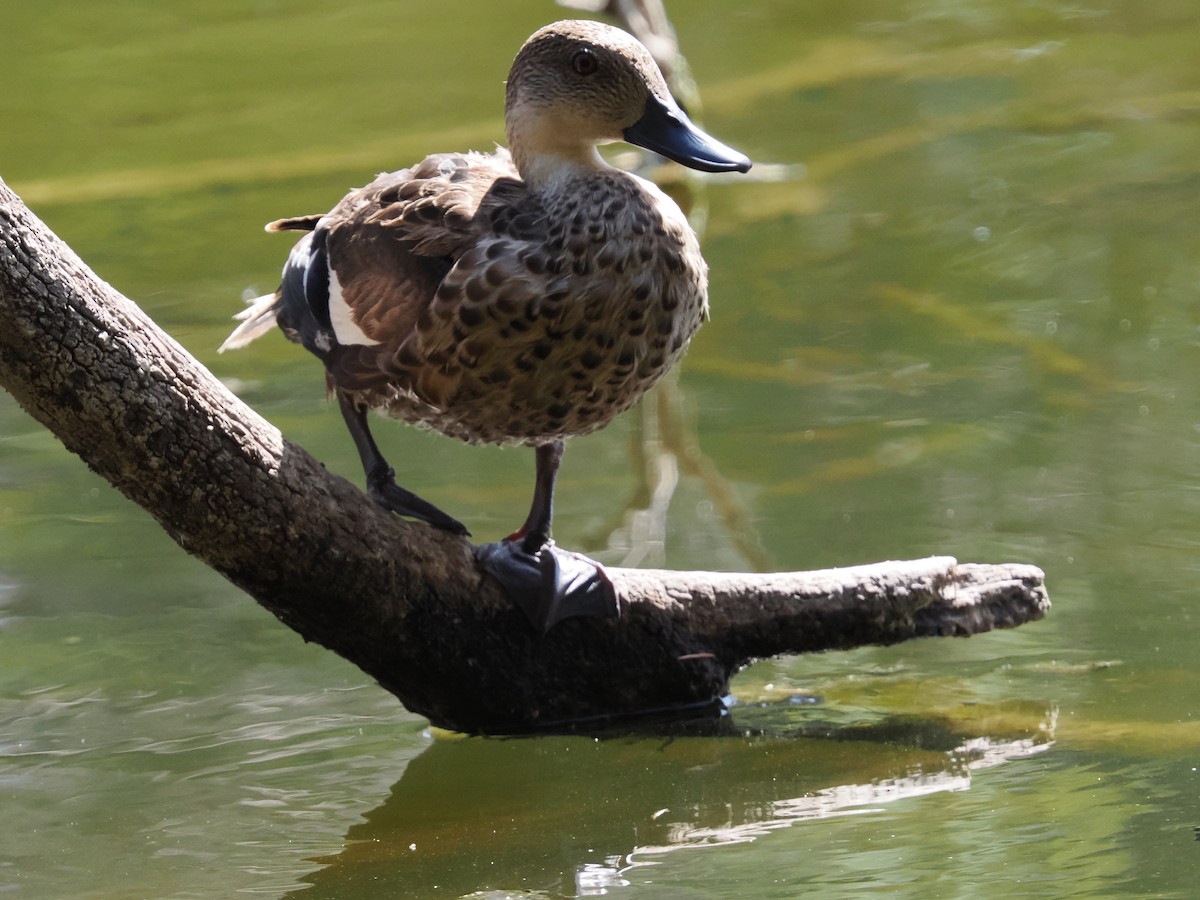 čírka bělohrdlá - ML650688715