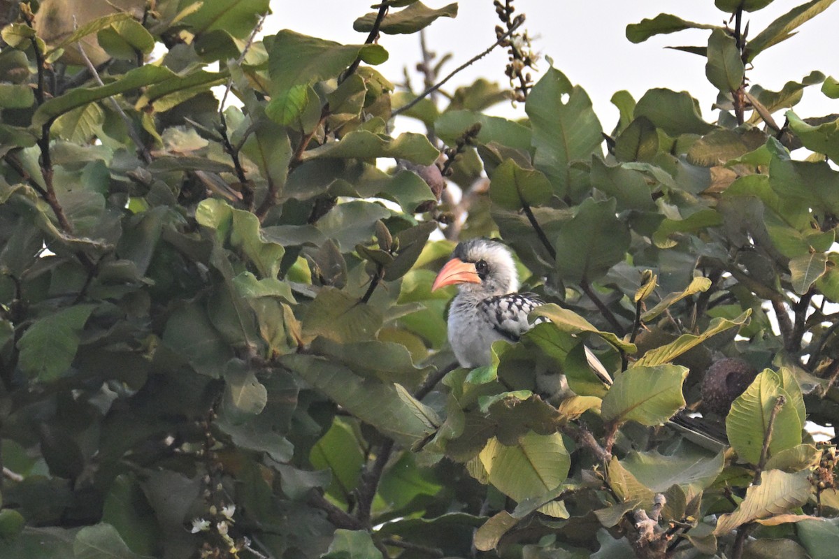 zoborožec západoafrický - ML650688716