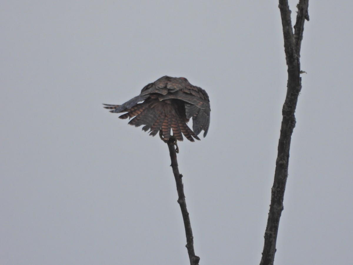 ostříž australský - ML650688717