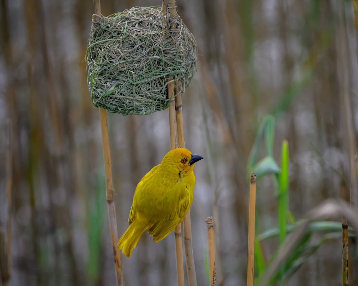 African Golden-Weaver - ML650688720