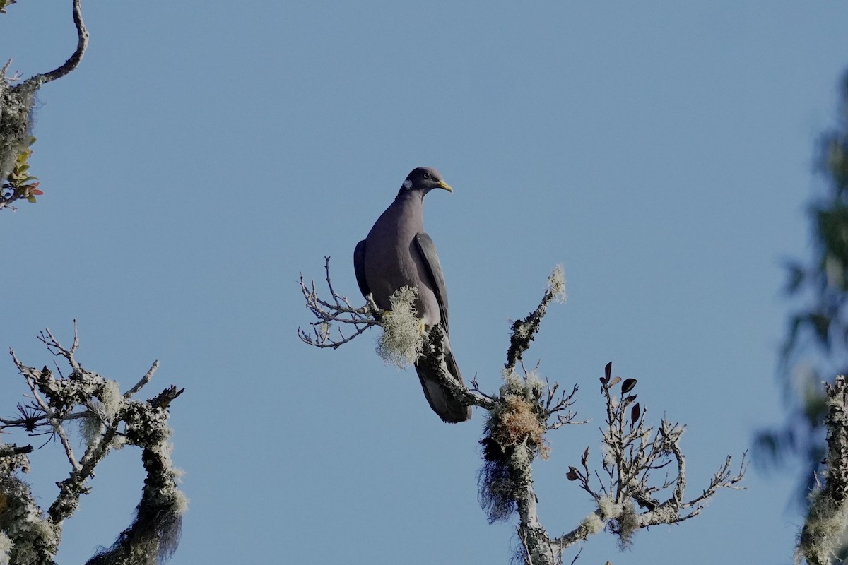 holub pruhoocasý - ML650688723