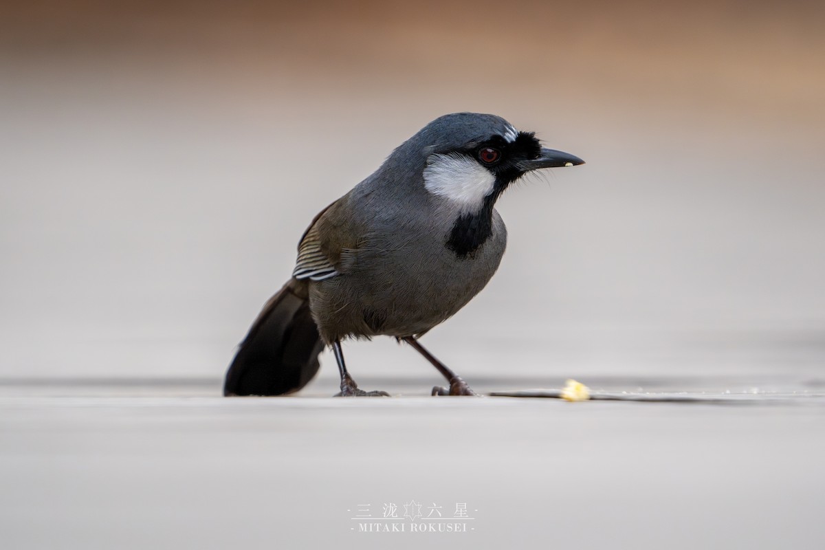 Black-throated Laughingthrush - ML650688724