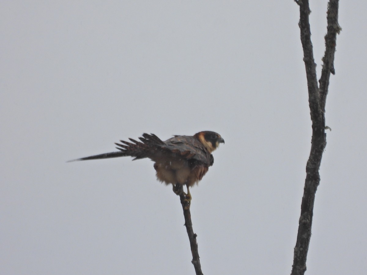 ostříž australský - ML650688725