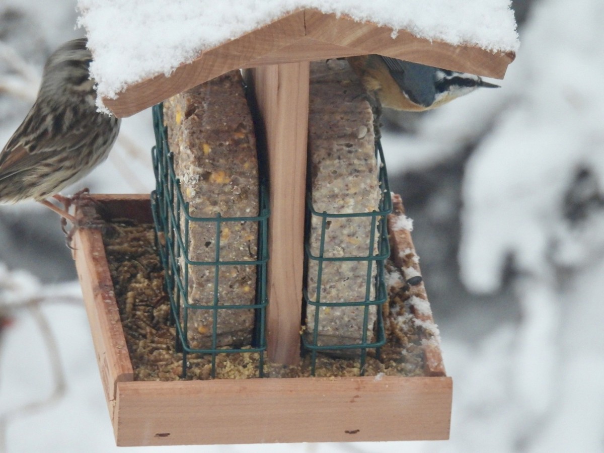 strnadec zpěvný - ML650688727