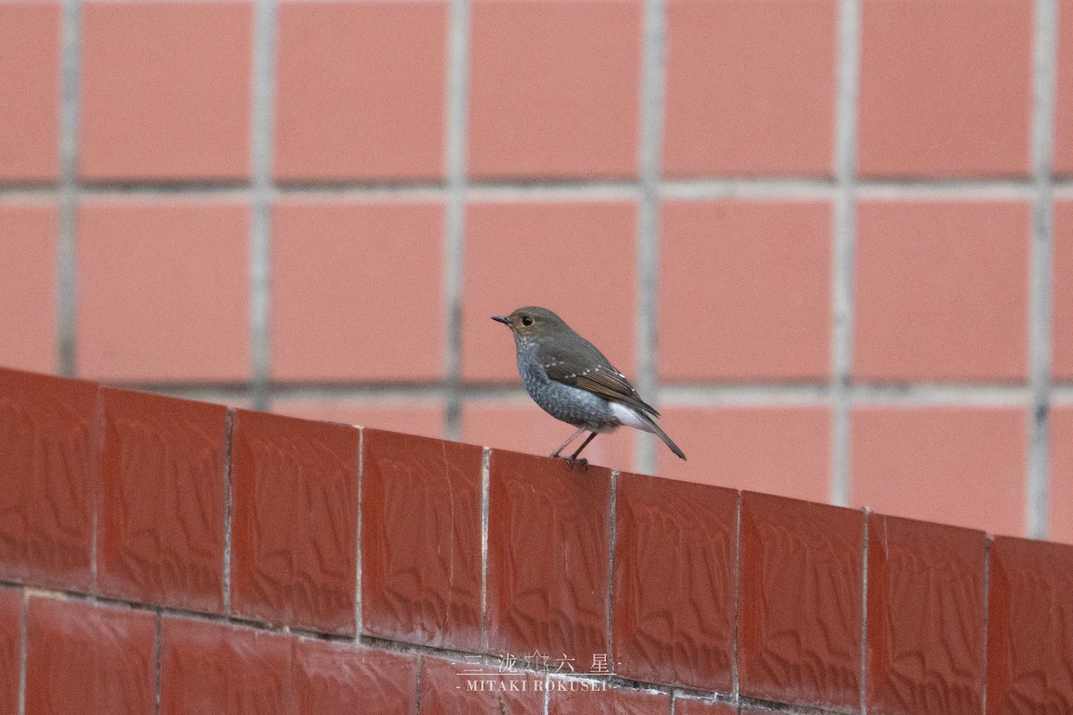 rehek bystřinný - ML650688728