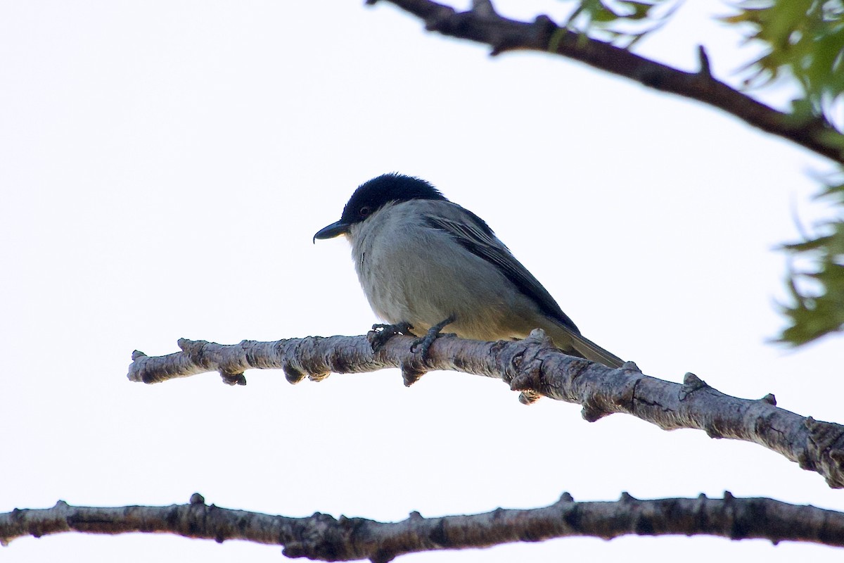 Northern Puffback - ML650688730