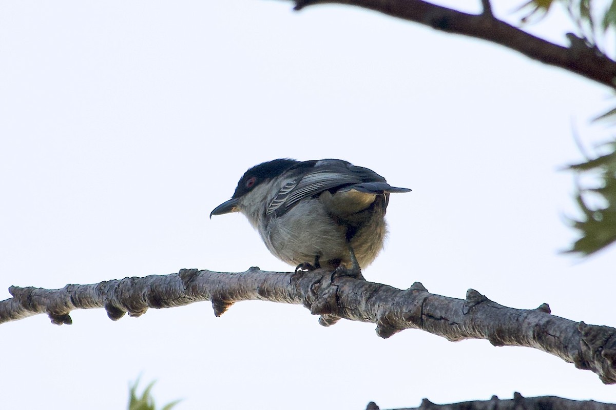 Northern Puffback - ML650688731