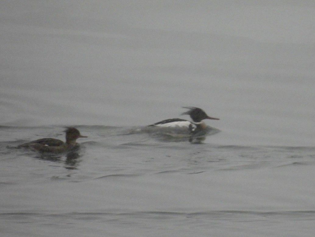 morčák prostřední - ML650688732