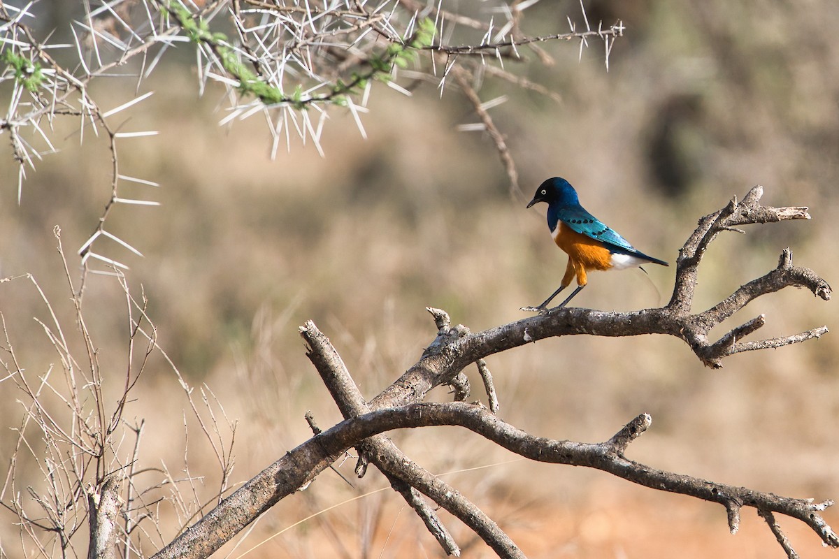 leskoptev nádherná - ML650688733