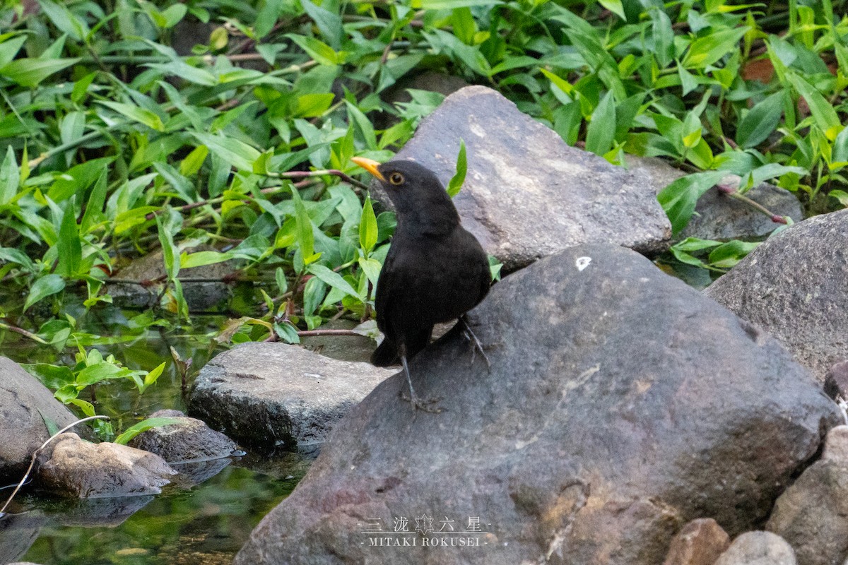 kos čínský - ML650688734