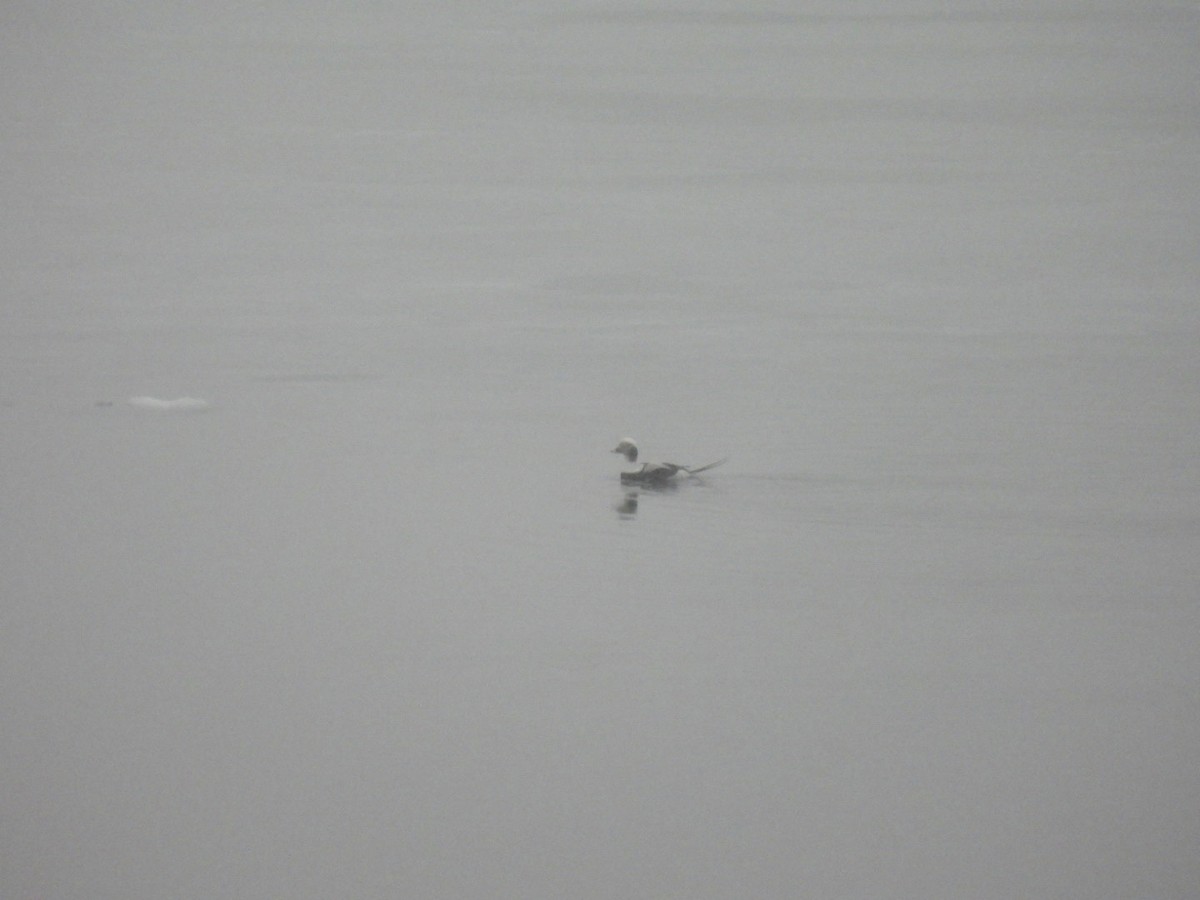 hoholka lední - ML650688735