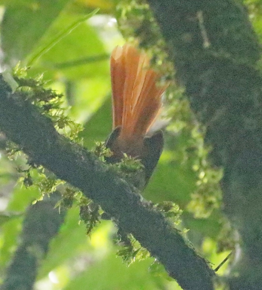 Rufous-tailed Fantail - ML650688738