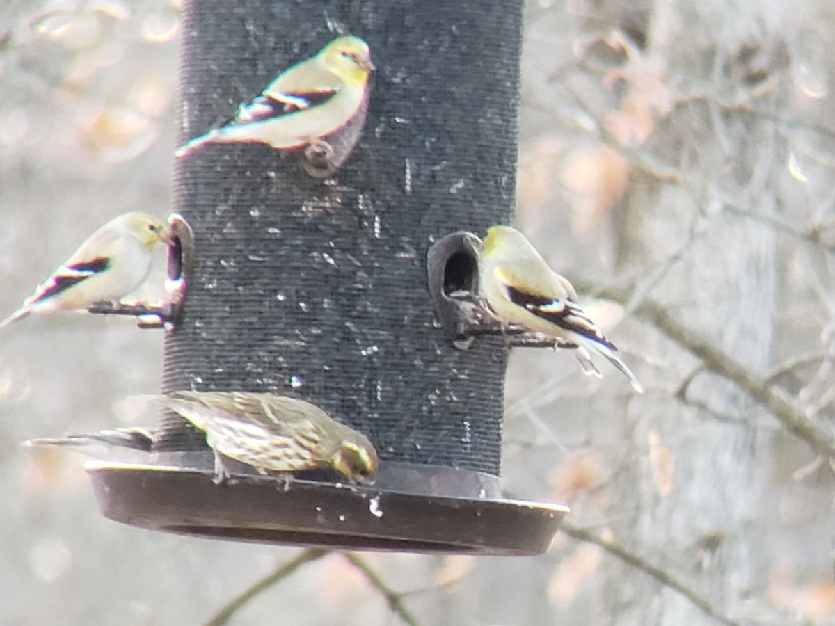 čížek žlutý - ML650688741