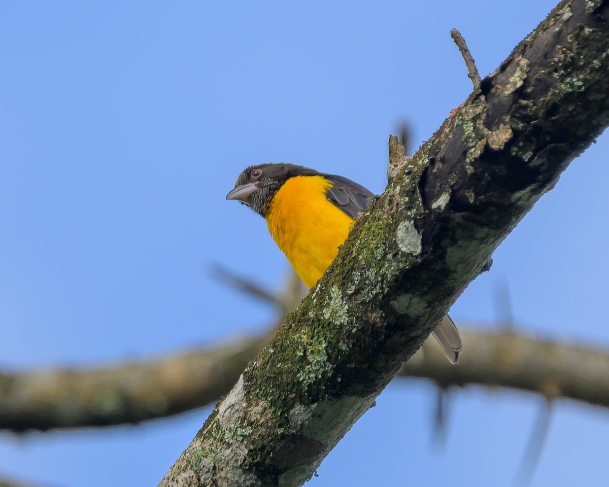 Dark-backed Weaver - ML650688743