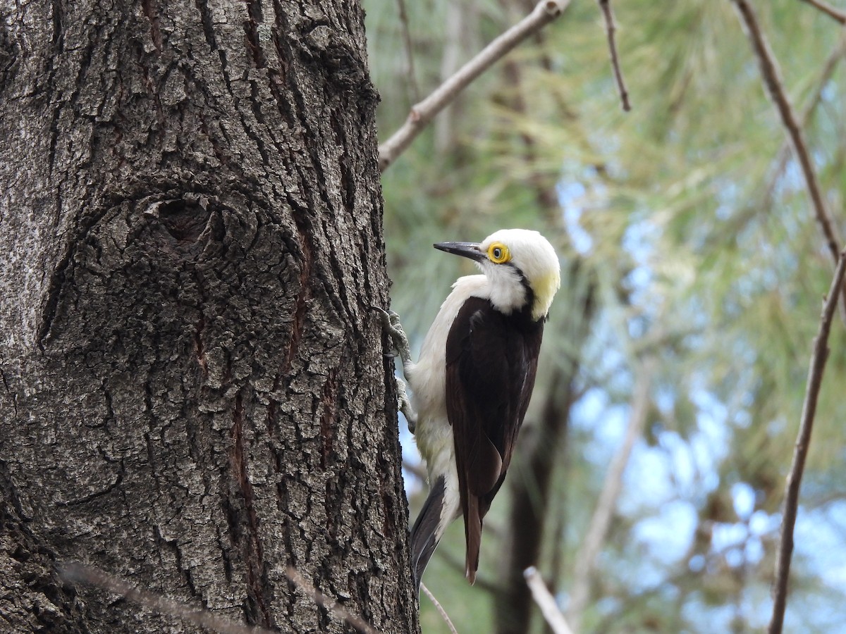 datel běloprsý - ML650688744