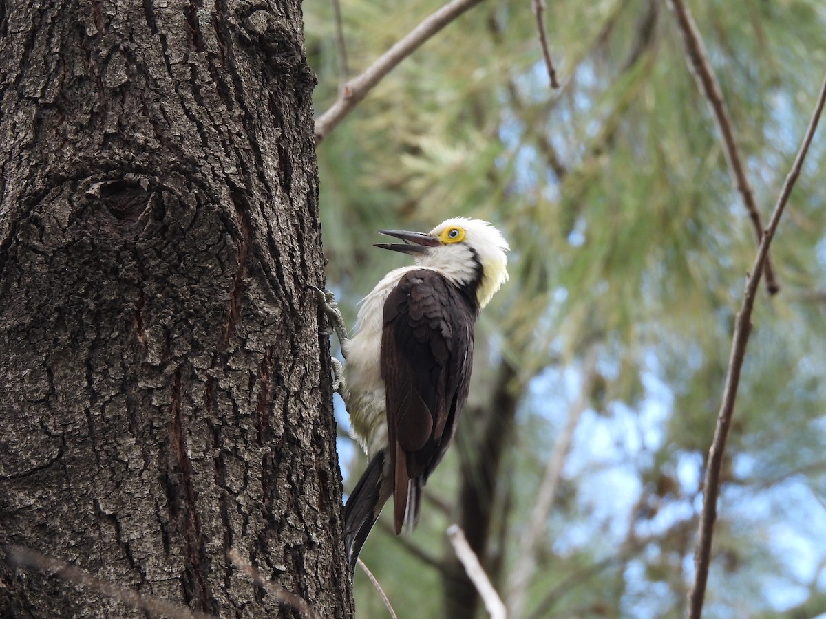 datel běloprsý - ML650688745