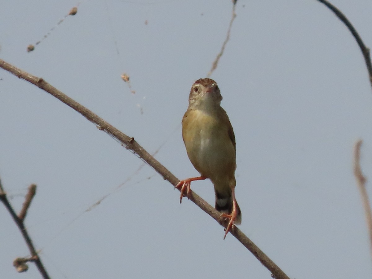 cistovník rákosníkový - ML650688751