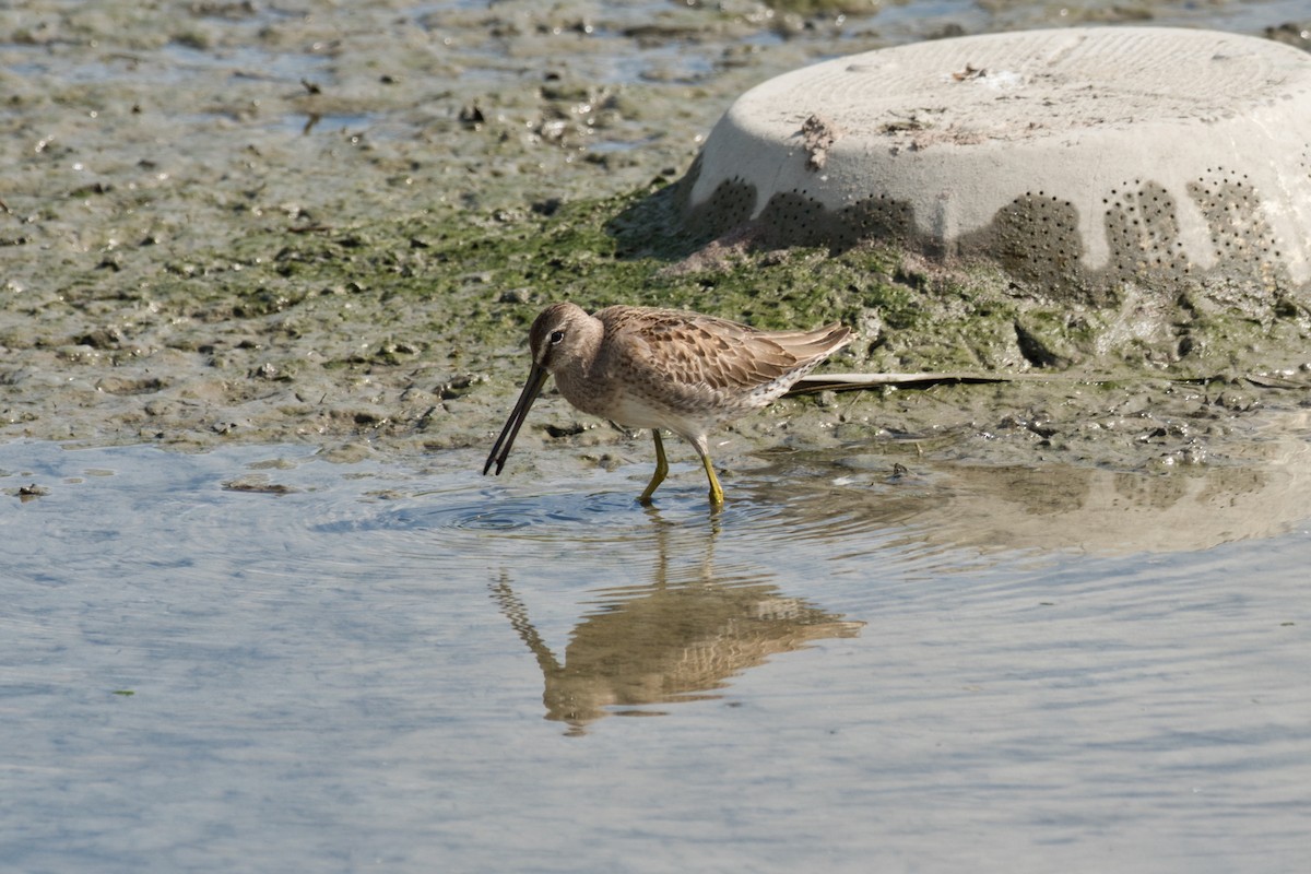 slukovec dlouhozobý - ML650688752