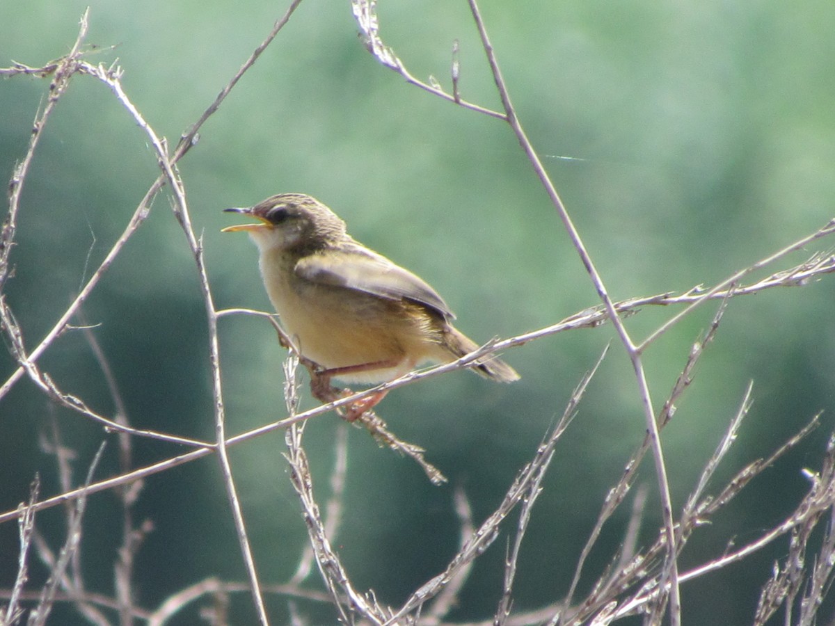 cistovník rákosníkový - ML650688755