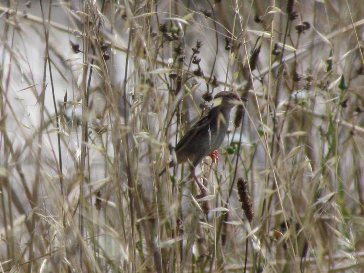 cistovník rákosníkový - ML650688756