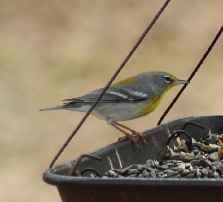 Northern Parula - ML650688802