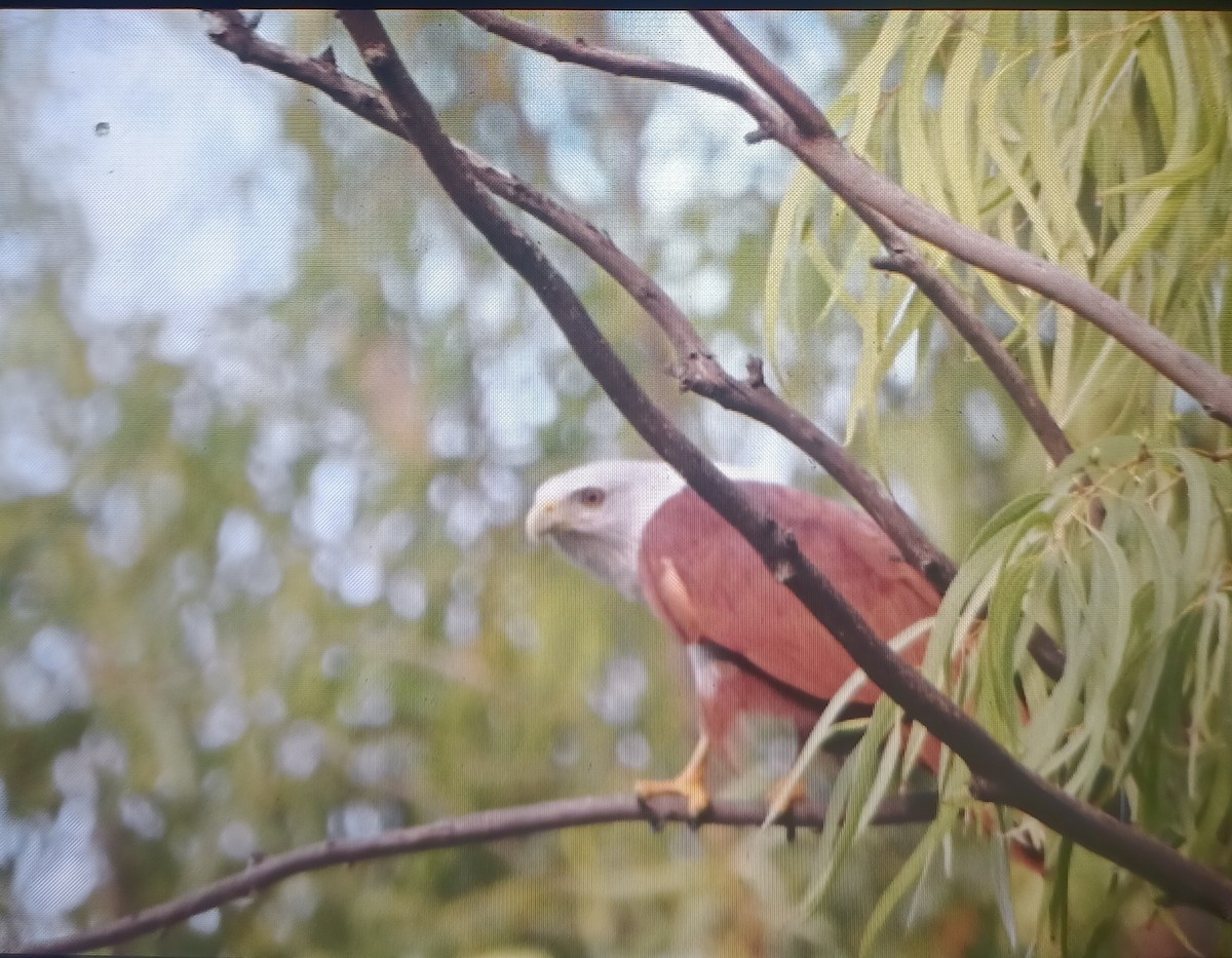 Brahminy Kite - ML650688844