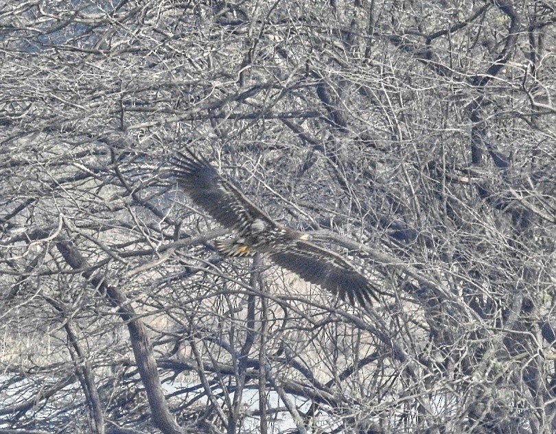 White-tailed Eagle - ML650688857