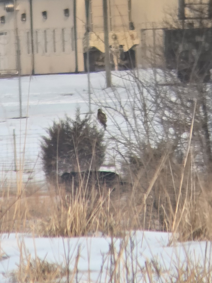 ノスリ属 - ML650688944