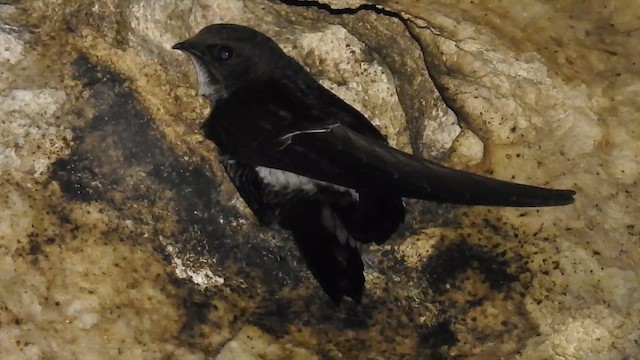 Vencejo de Tailandia - ML650689024