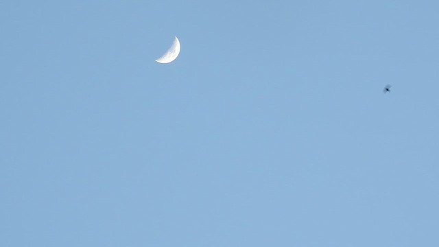 Vencejo de Tailandia - ML650689026