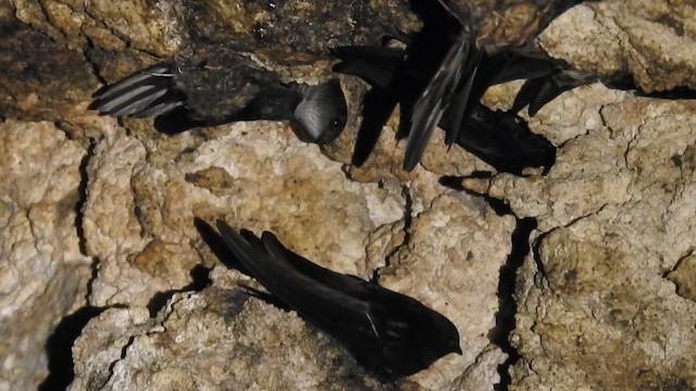 Vencejo de Tailandia - ML650689027