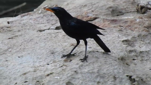 Arrenga Común (grupo flavirostris) - ML650689033