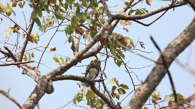 Сич лісовий - ML650689073