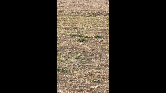 Bisbita Campestre - ML650689348