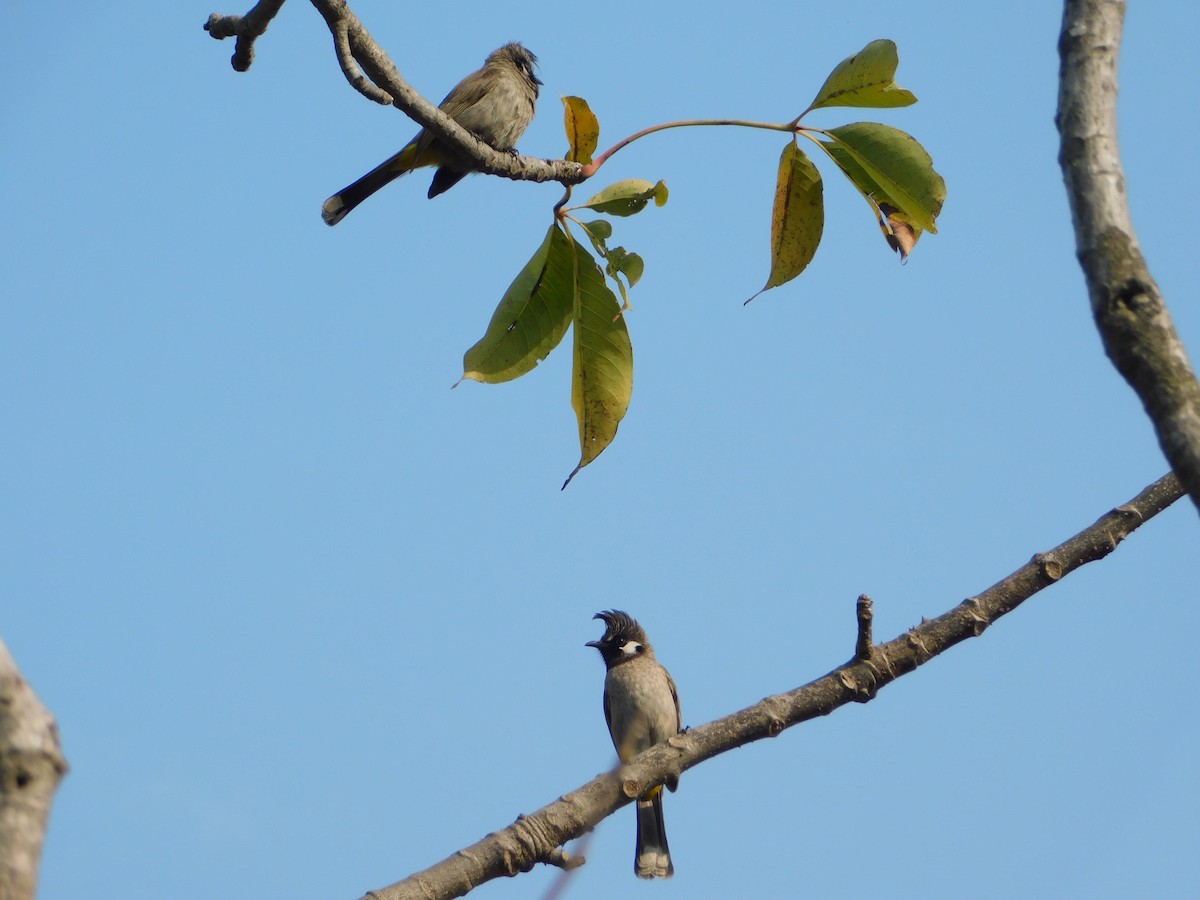 Himalayan Bulbul - ML650689549