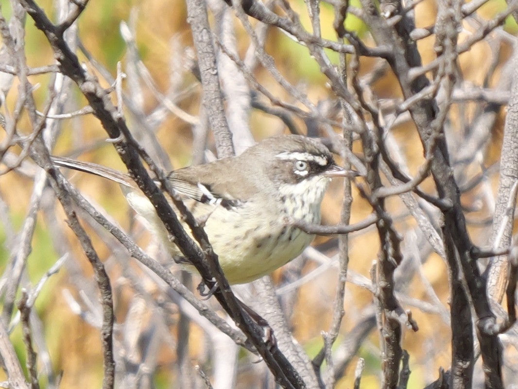 Spotted Scrubwren - ML650689702