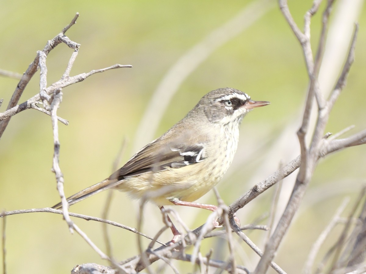 Spotted Scrubwren - ML650689703
