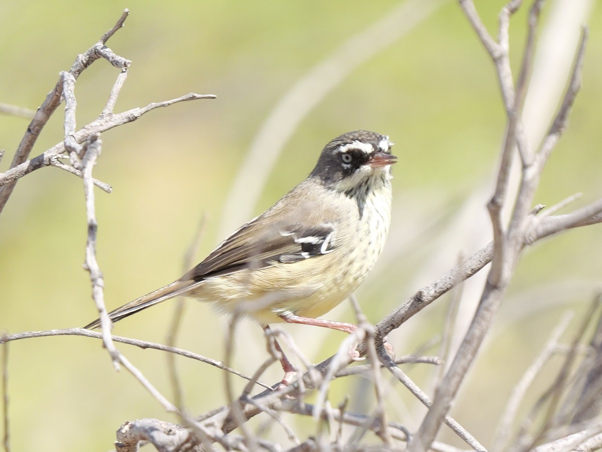 Spotted Scrubwren - ML650689704