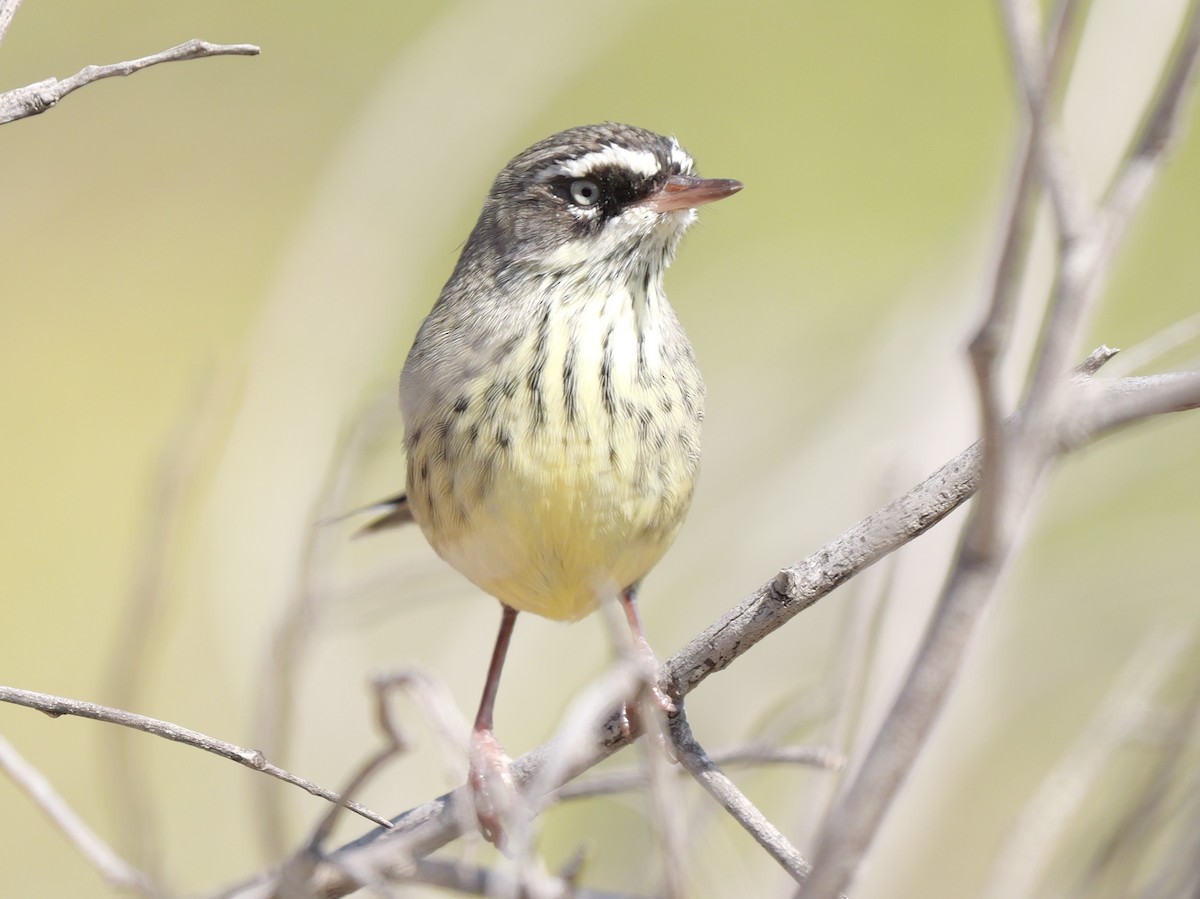 Spotted Scrubwren - ML650689705