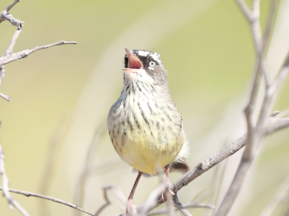 Spotted Scrubwren - ML650689706
