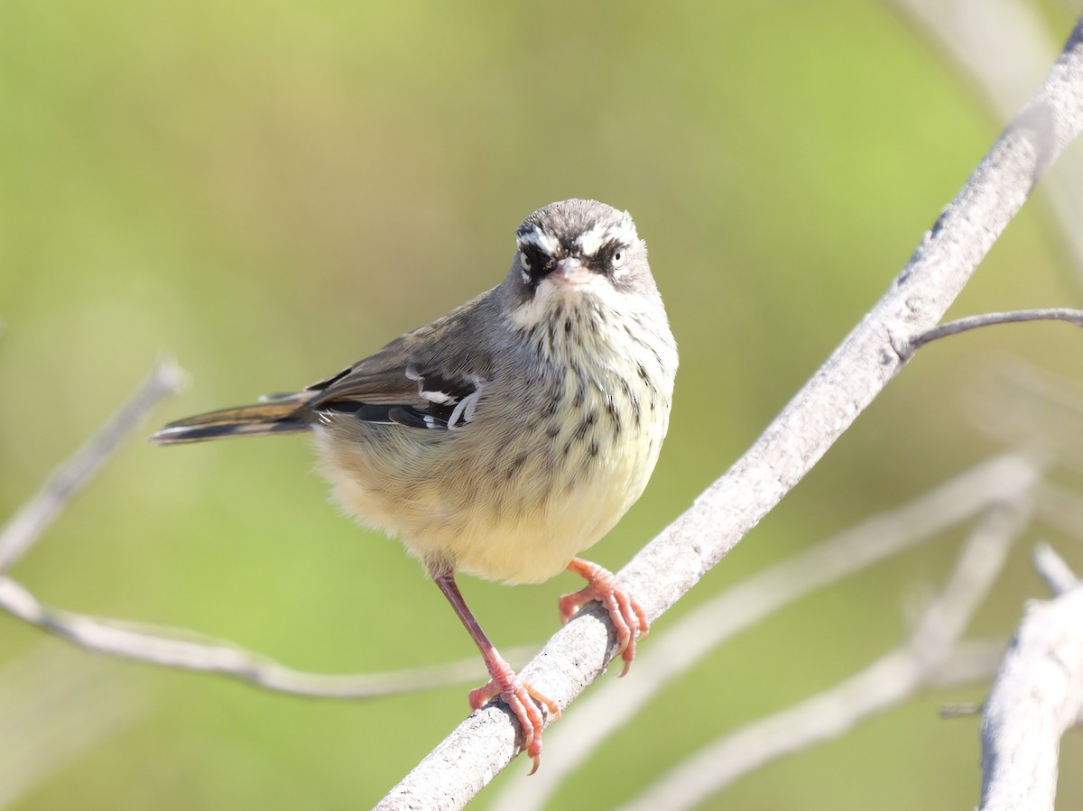 Spotted Scrubwren - ML650689707