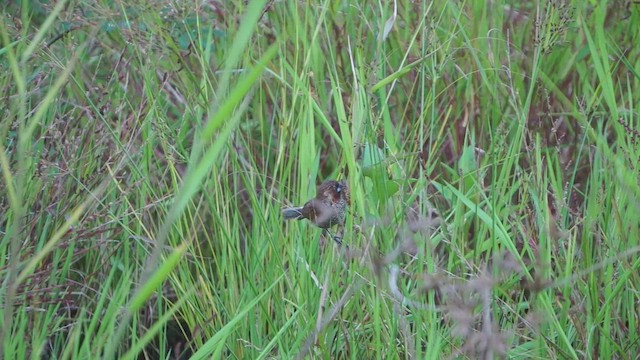 Capuchino Punteado (grupo nisoria) - ML650689743