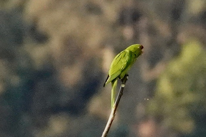 Conure de Wagler - ML650689839